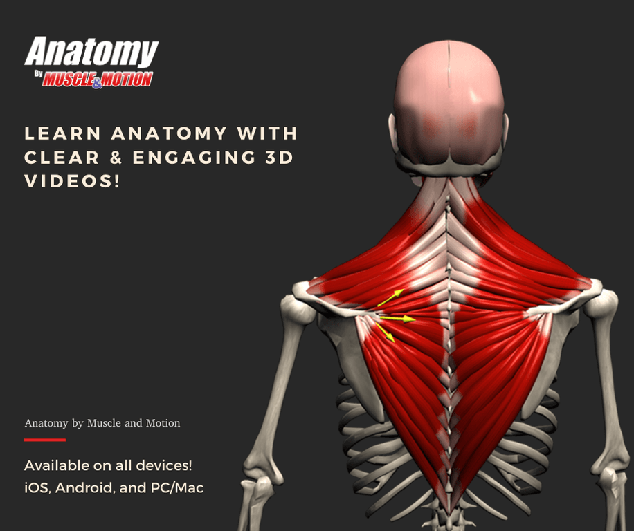 Muscle & Motion - Anatomy 15%OFFに!【2020年12月】 | 世界的特価ソフト通販サイト